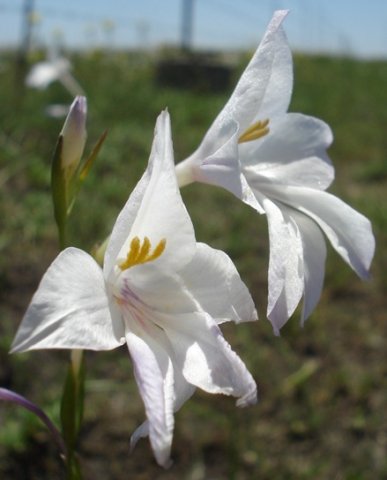 Gladiolus robertsoniae inflorescence
